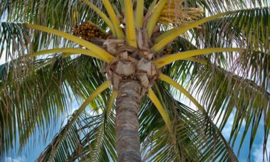 Photo palm reading