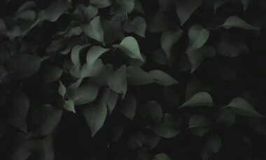 Photo invidia