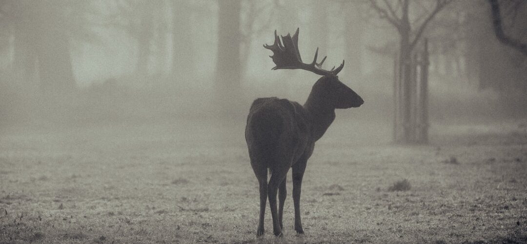 Photo visezi animale sălbatice