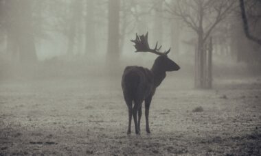 Photo visezi animale sălbatice
