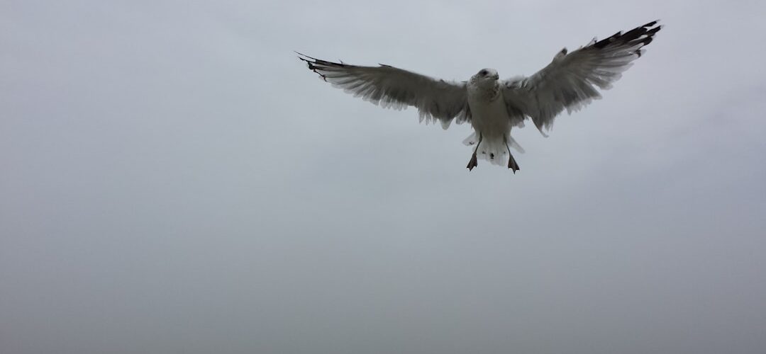 Photo Visele cu zbor