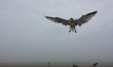 Photo Visele cu zbor