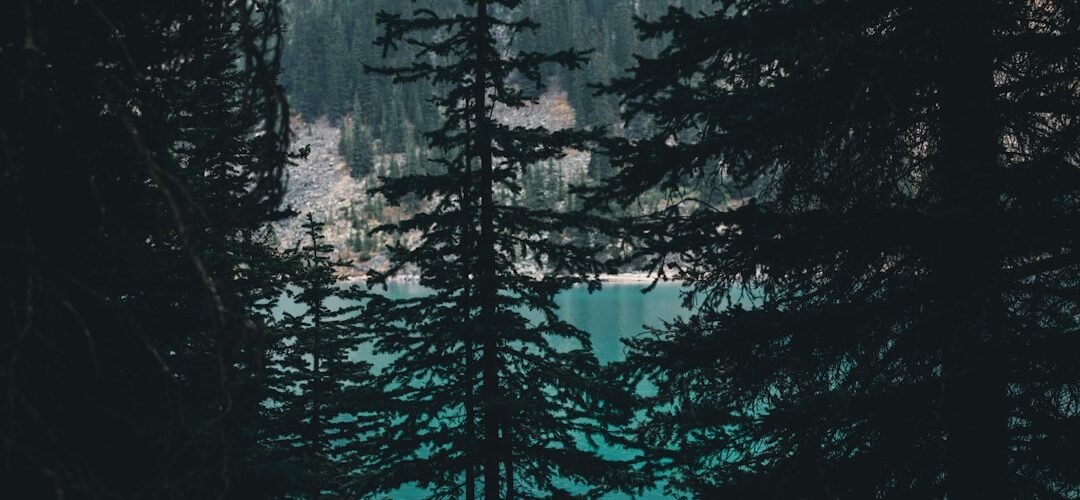 Photo dreaming forest