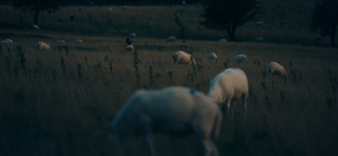 Photo visezi animale moarte