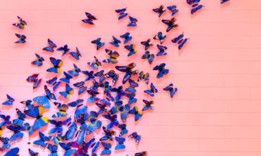 Photo butterflies